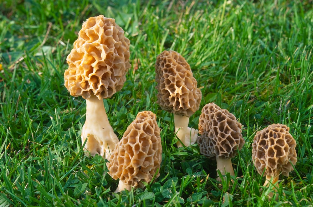 Foraging Beginners_Morels