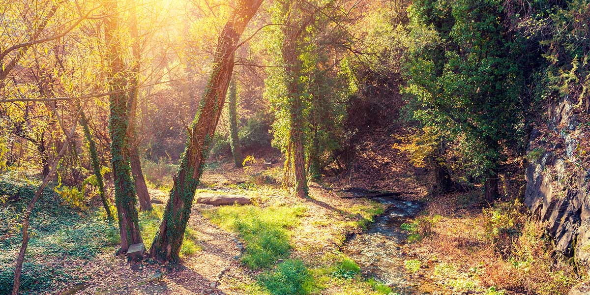 View of Georgia land with a creek