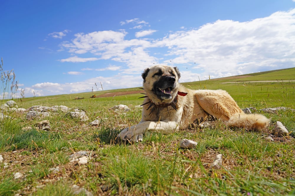 how to choose a dog for your flock