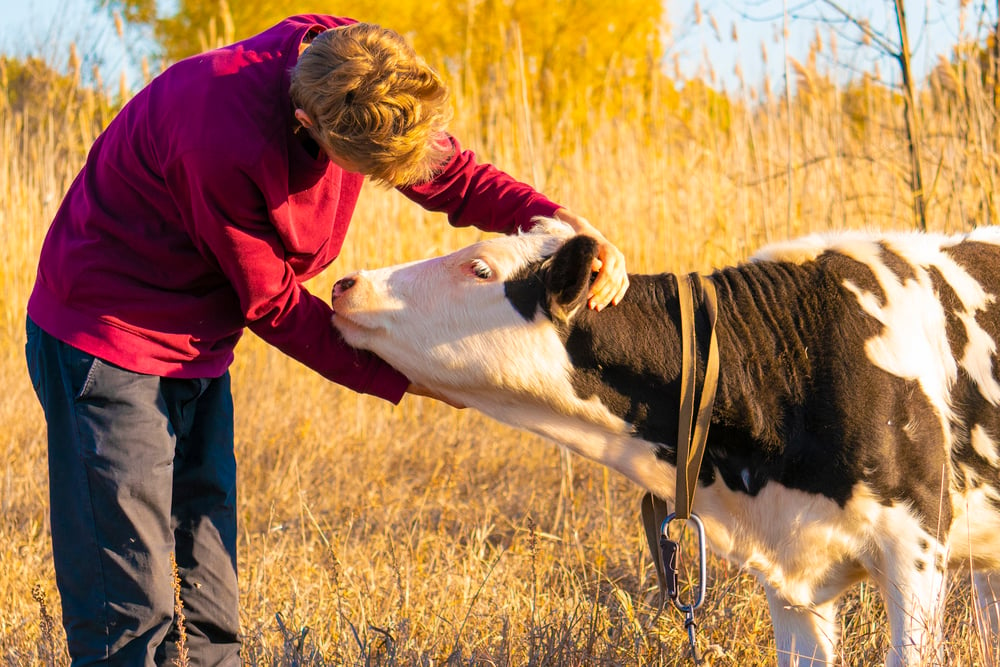 cow cuddling