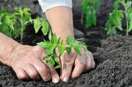 How To Propagate Tomato Plants from Cuttings