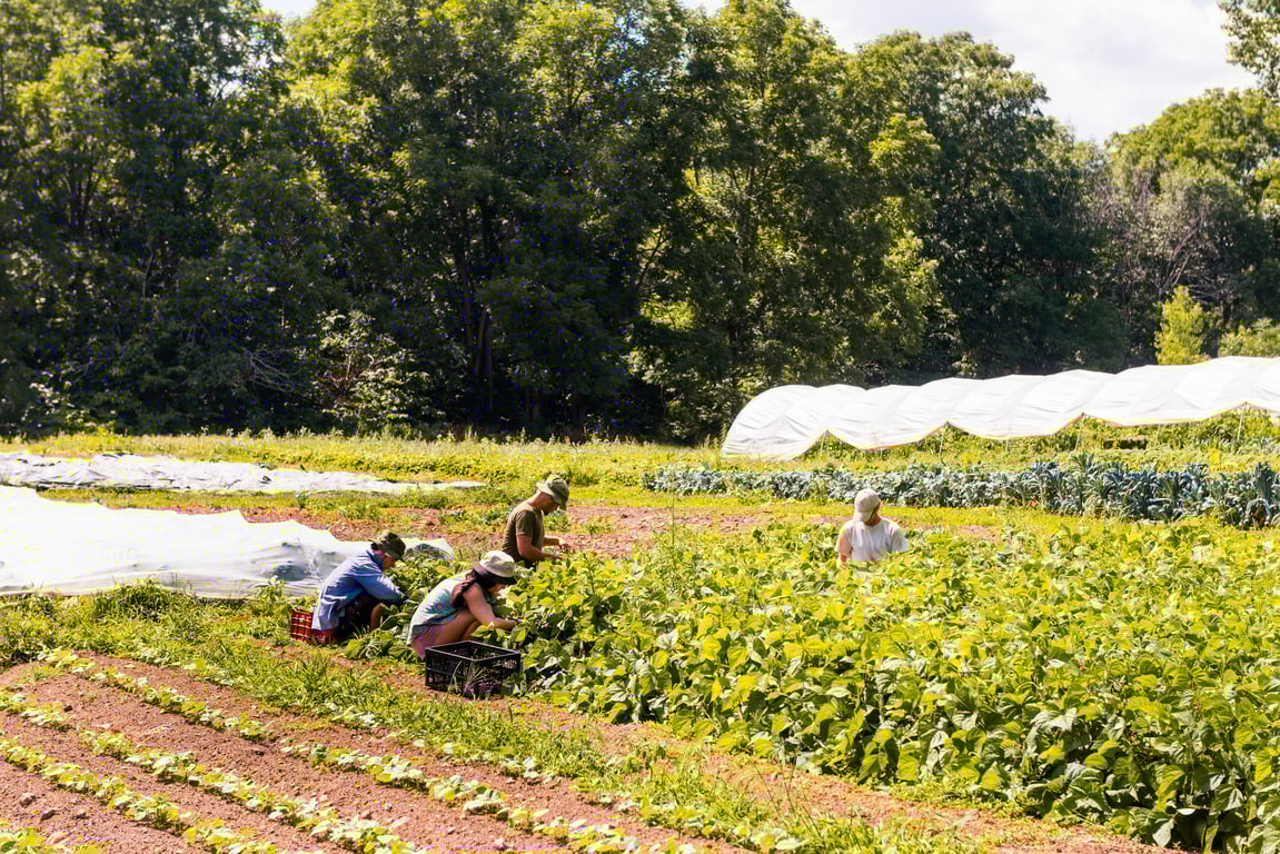 An Introduction to No-Till Gardening and Farming