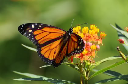 Saving the Monarch Butterfly: How Rural Land Owners Can Help