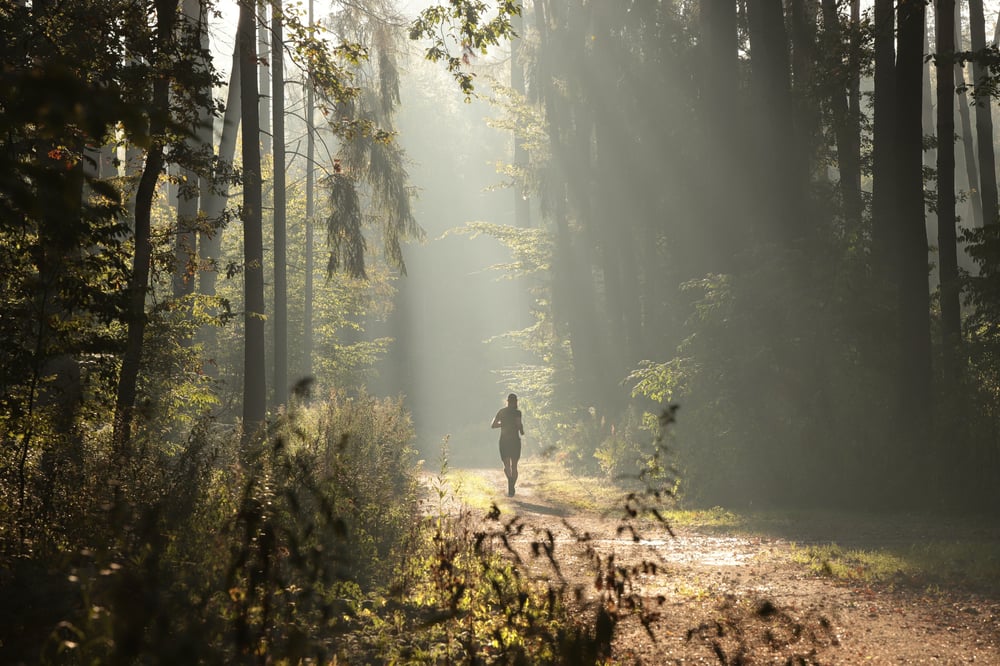 create a forest bathing retreat