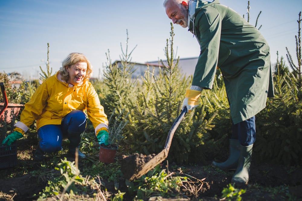 12 Southern Christmas Tree Farms