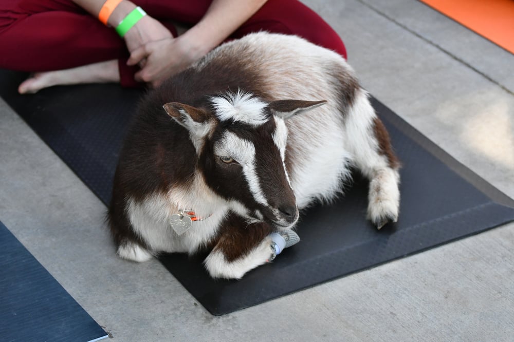 baby goat yoga