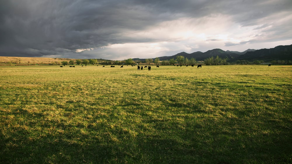 preparing livestock for hurricane