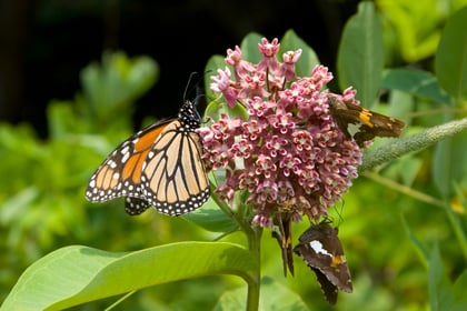 Save the monarchs