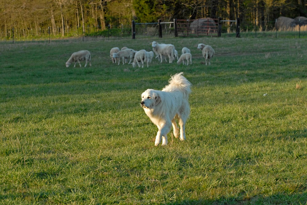 how to choose a farm dog