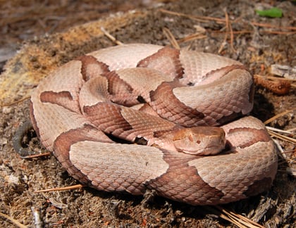 A Newcomer’s Guide to Venomous Snakes of the Southeast
