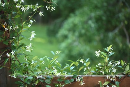 The Best Climbing Plants for Fences, Arbors or Other Boundary Systems