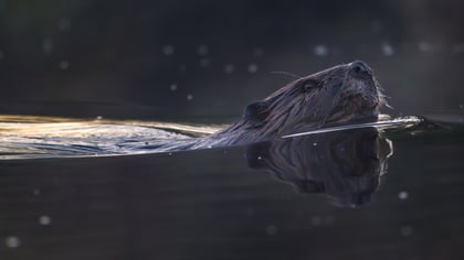 Return of the Beaver