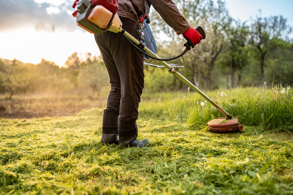 Cover Crops For Gardens: A Beginner's Guide [Part 2]