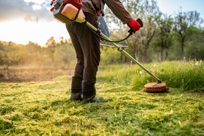 Cover Crops For Gardens: A Beginner's Guide [Part 2]