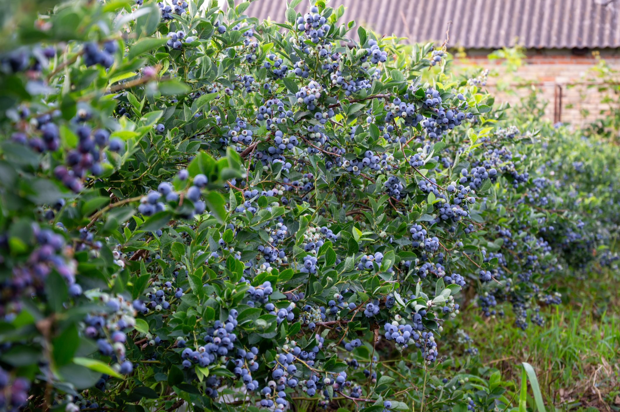 GettyImages-2230984264