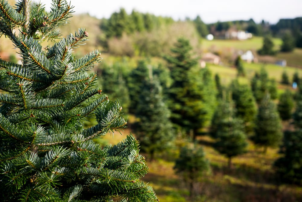 Southern Christmas Tree Farms