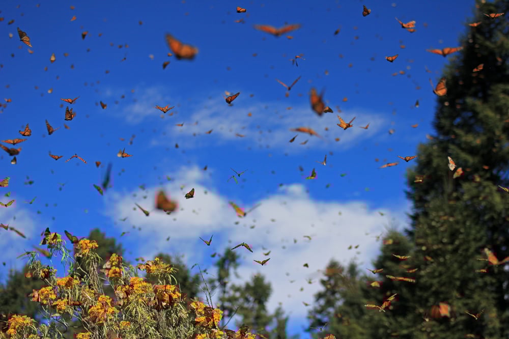 Save the monarchs
