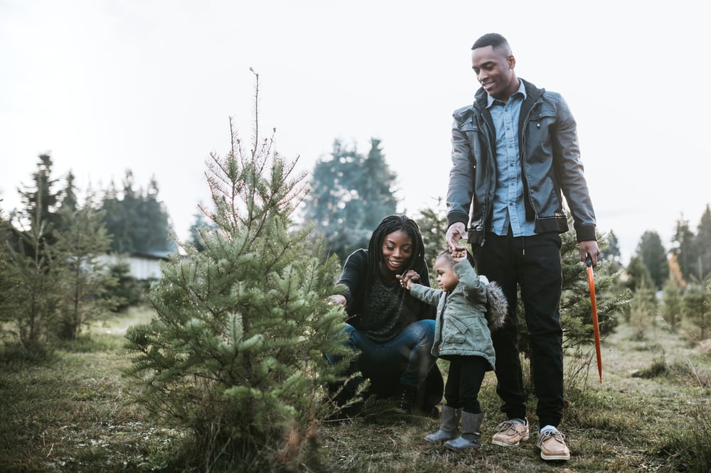 Southern Christmas Tree Farms