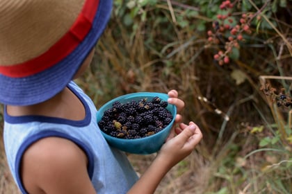 Forage Blackberries for Simple Summer Fun
