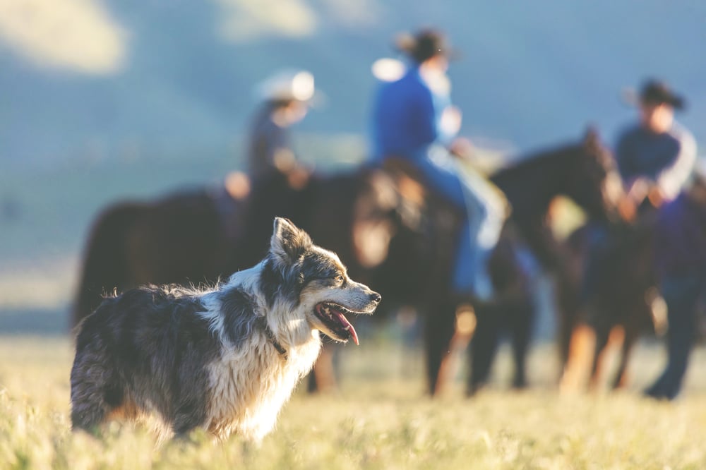 the best farm dog for guarding stock