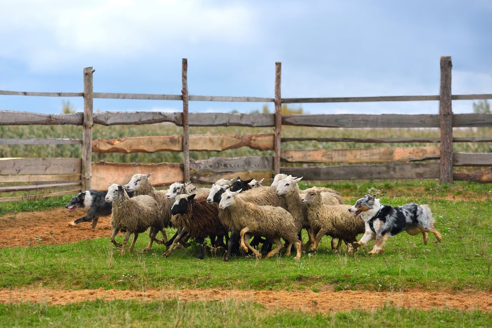 best dog for sheep