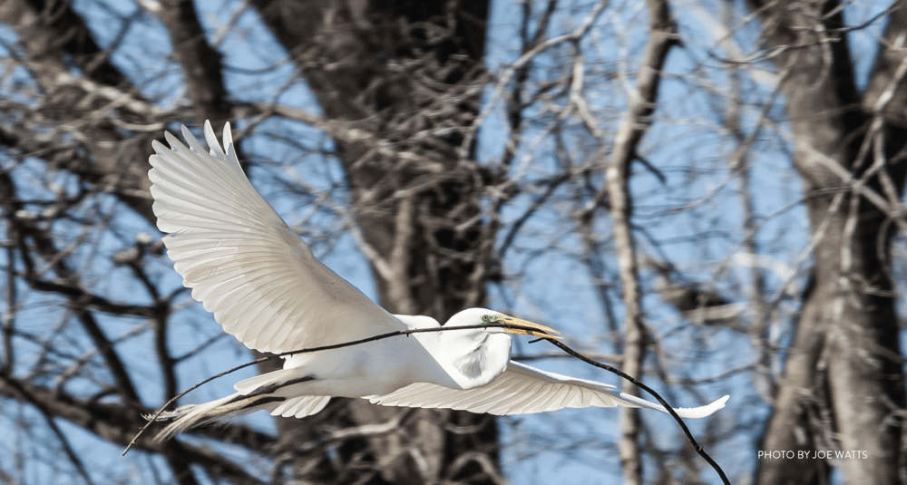 Great Egret