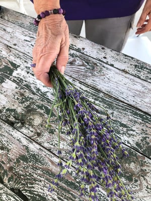 best varities of lavender for the south