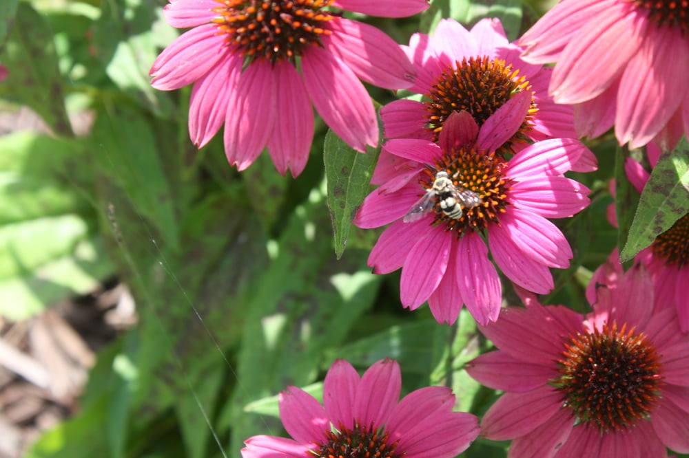 benefits of mason bees