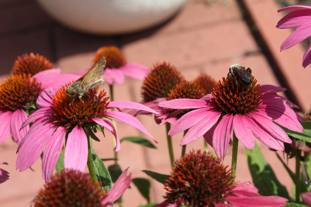 how mason bees differ from honeybees