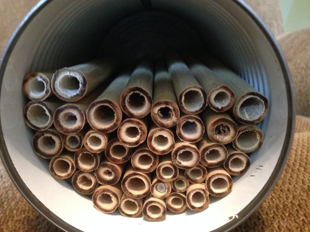 mason bee nest