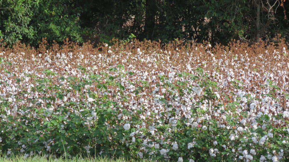 autumn in the south