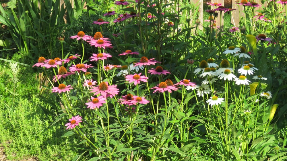 Best perennials