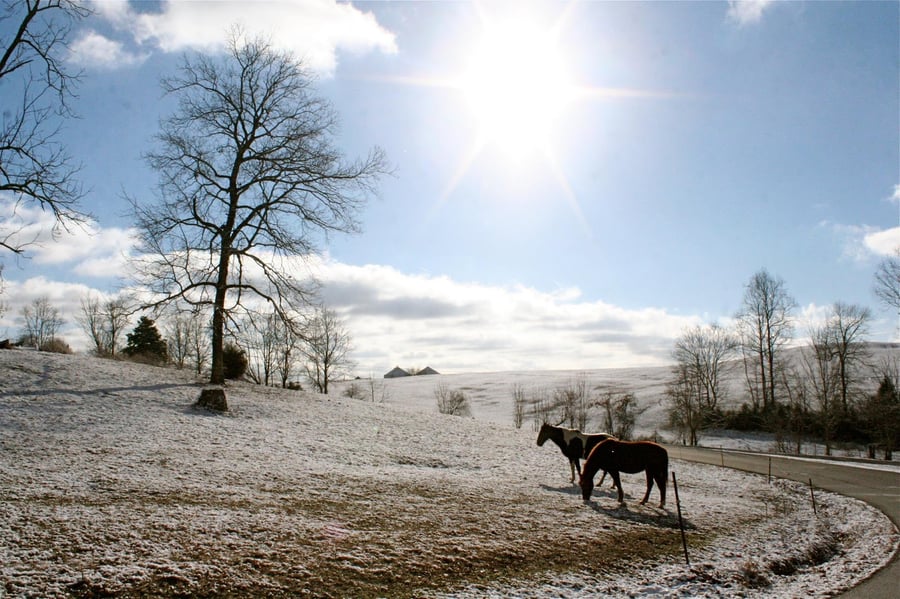 Image 7 horses