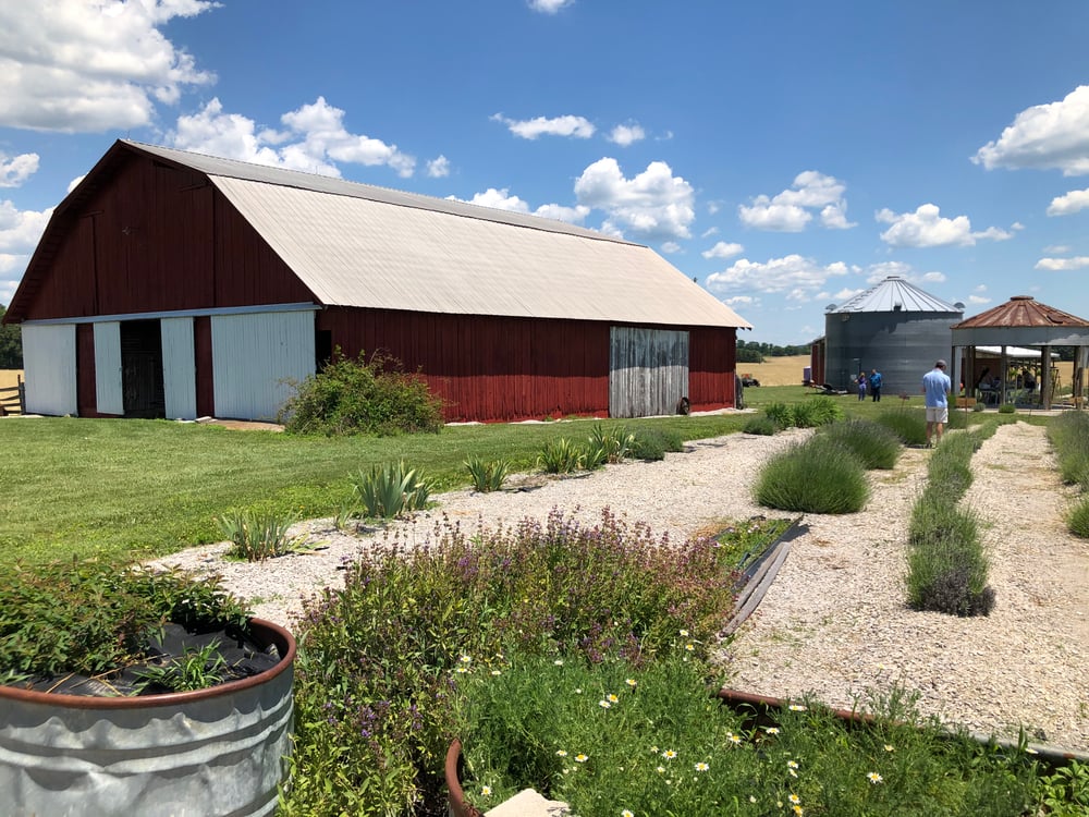 Lavender farm