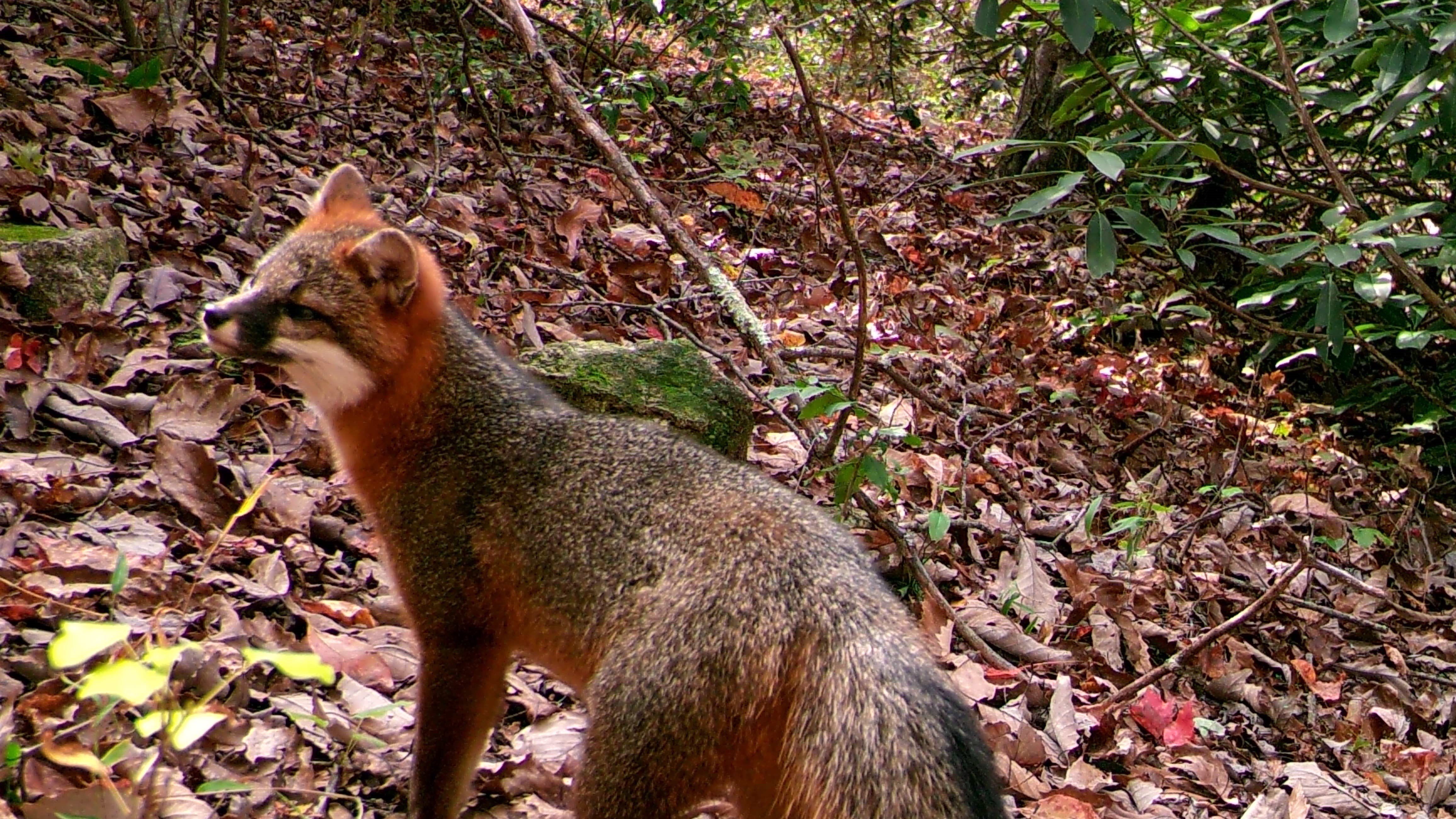 Fox in forest