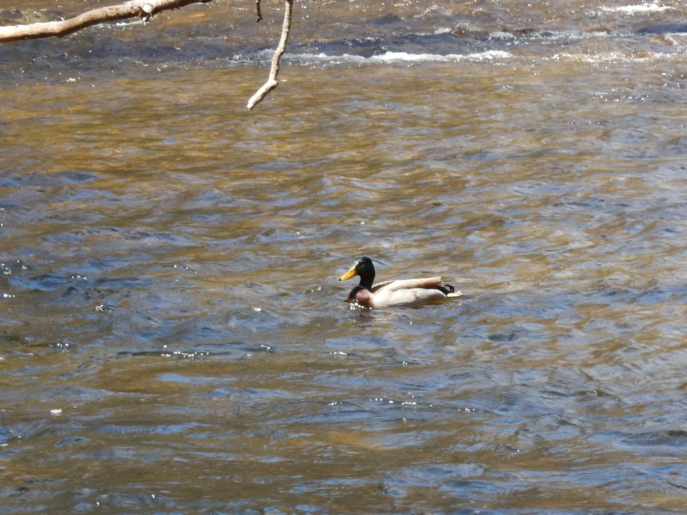 Mallards on the creek