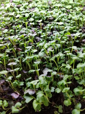 how to grow microgreens