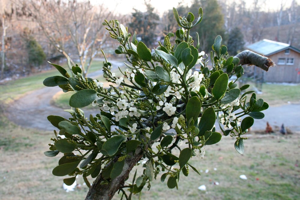 Mistletoe