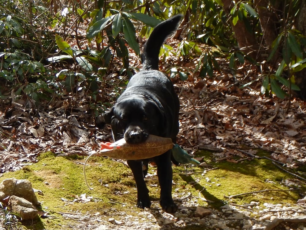 Moose and training dummy