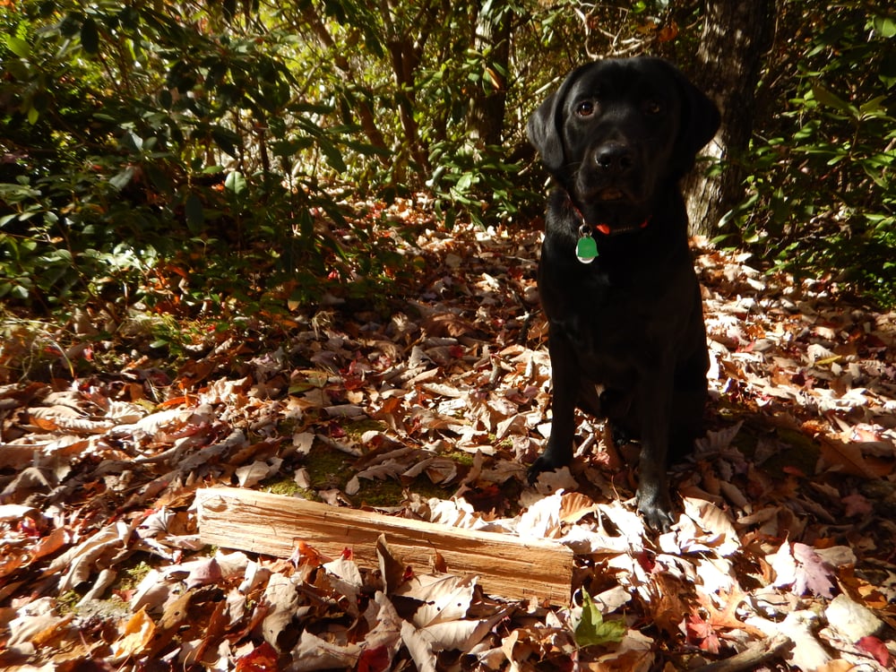 Moose helping with firewood