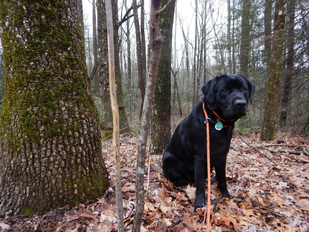 Moose on a daily hike