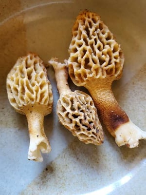 Morel Mushrooms