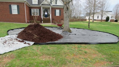 Improving Tree Esthetics — A Landscape Project from Start to Finish