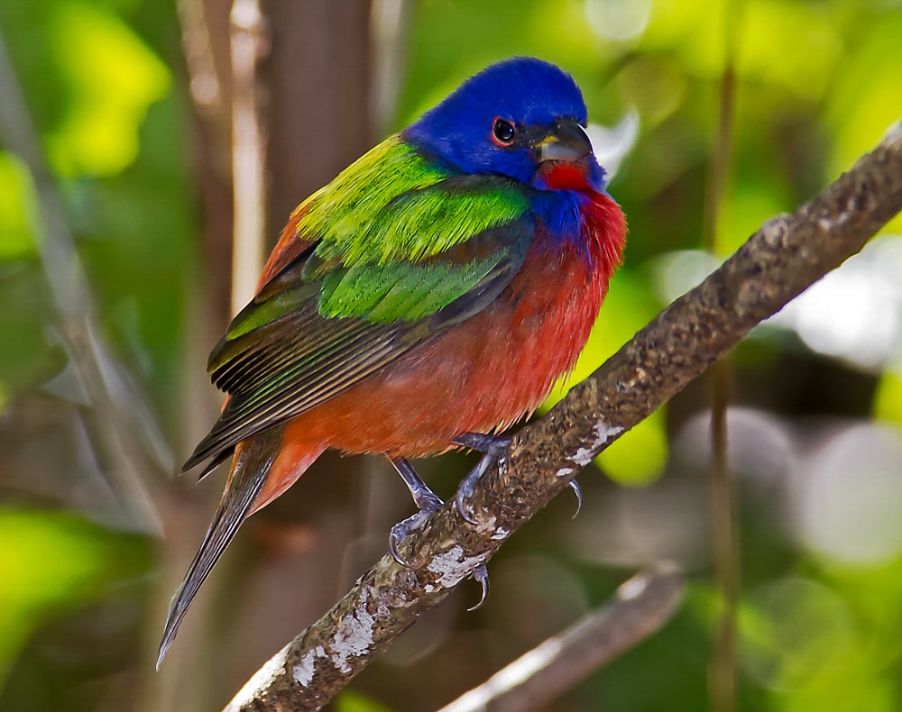 Painted Bunting