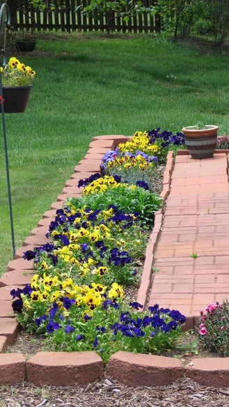 Pansies bordering patio