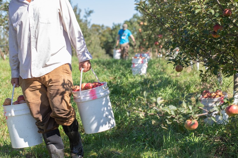 Picking apples