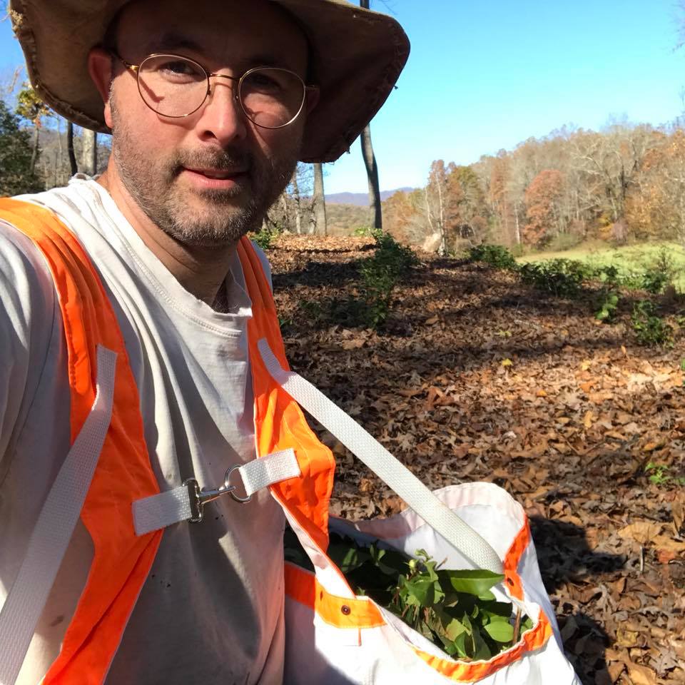 how to grow tea in the USA