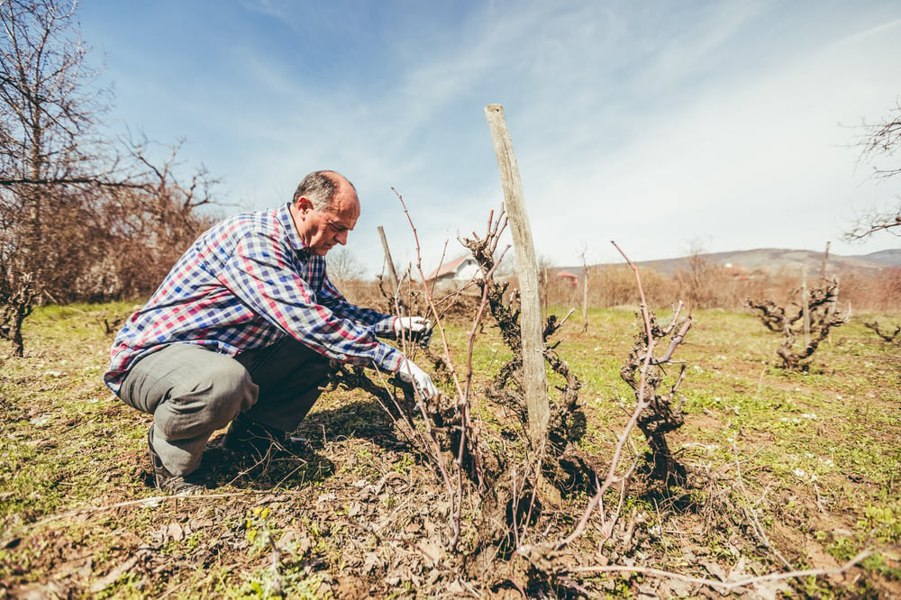 Pruning Grapes