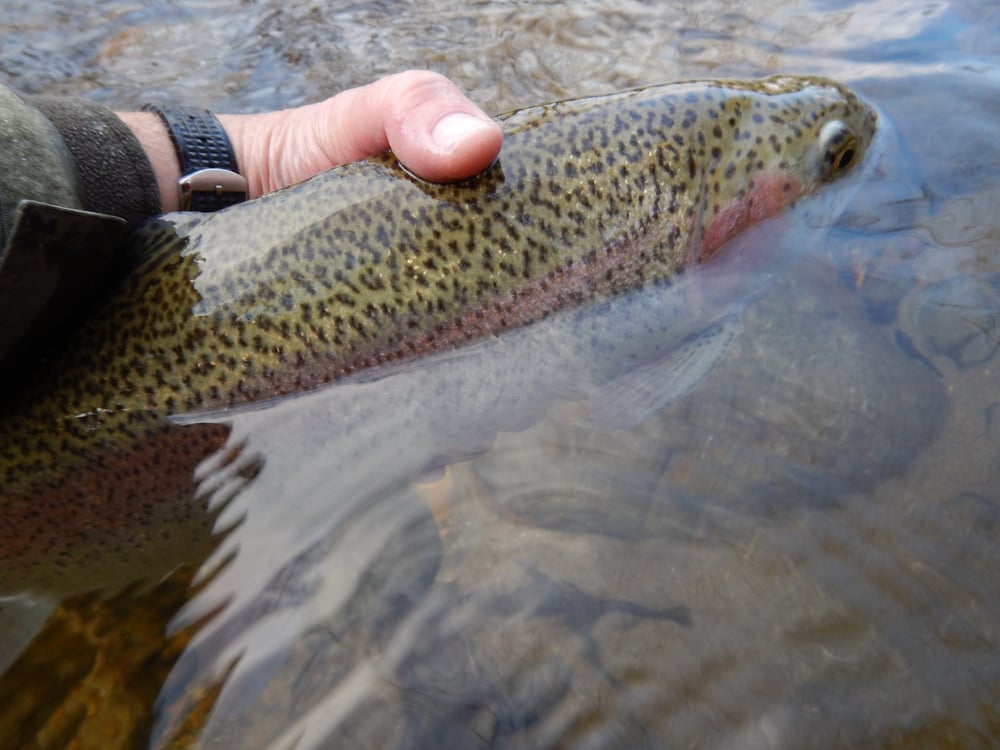 rainbow trout is low in mercury