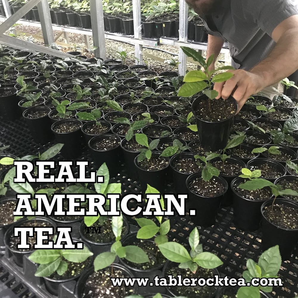 how to grow tea in the united states